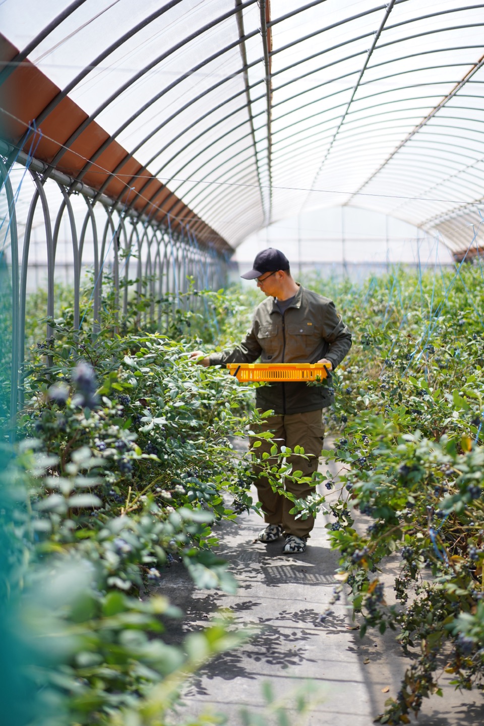 Seasonal farm harvest on Jeju