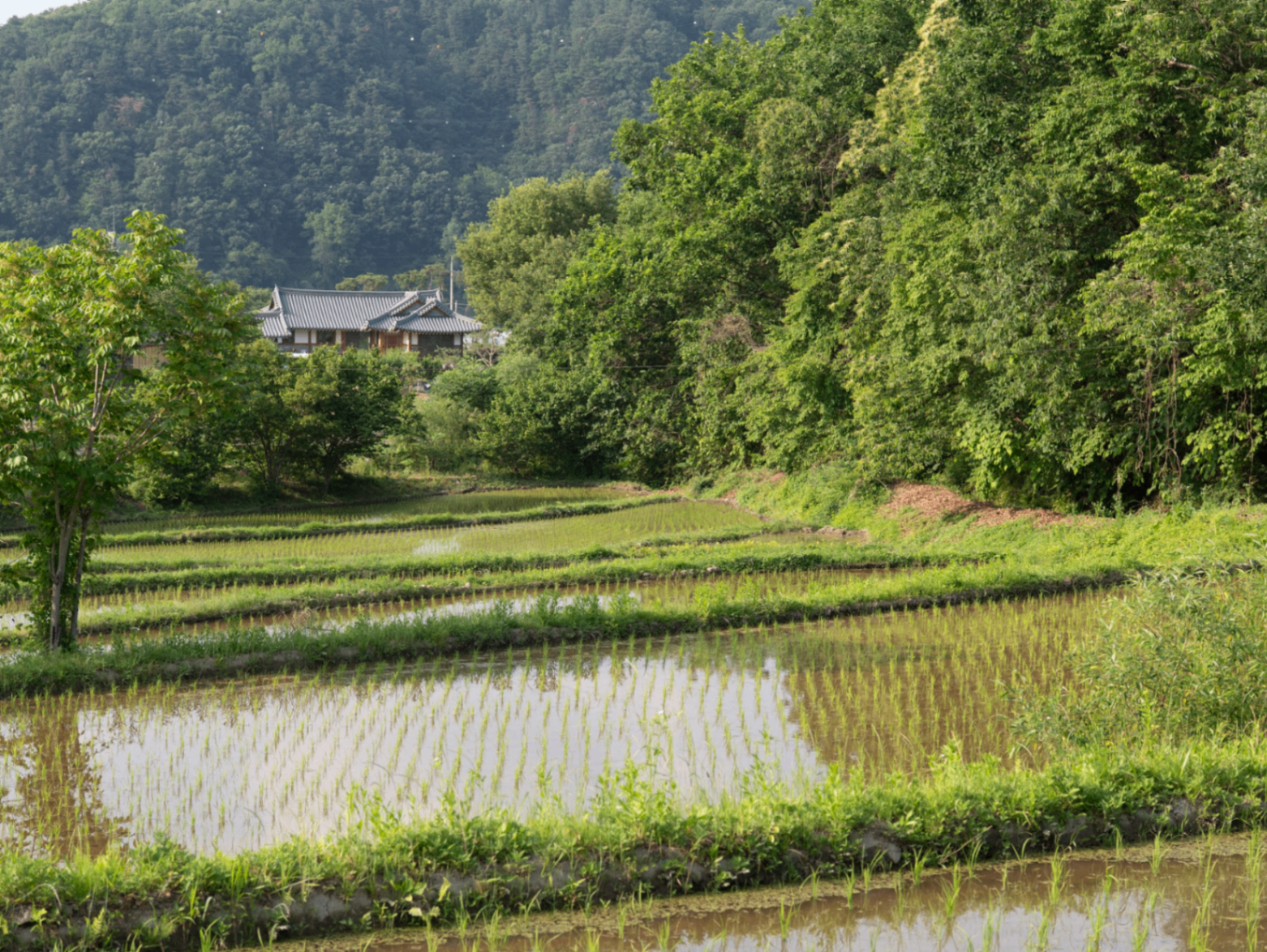 Traditional rice terraces with hanok house in lush Korean mountain valley