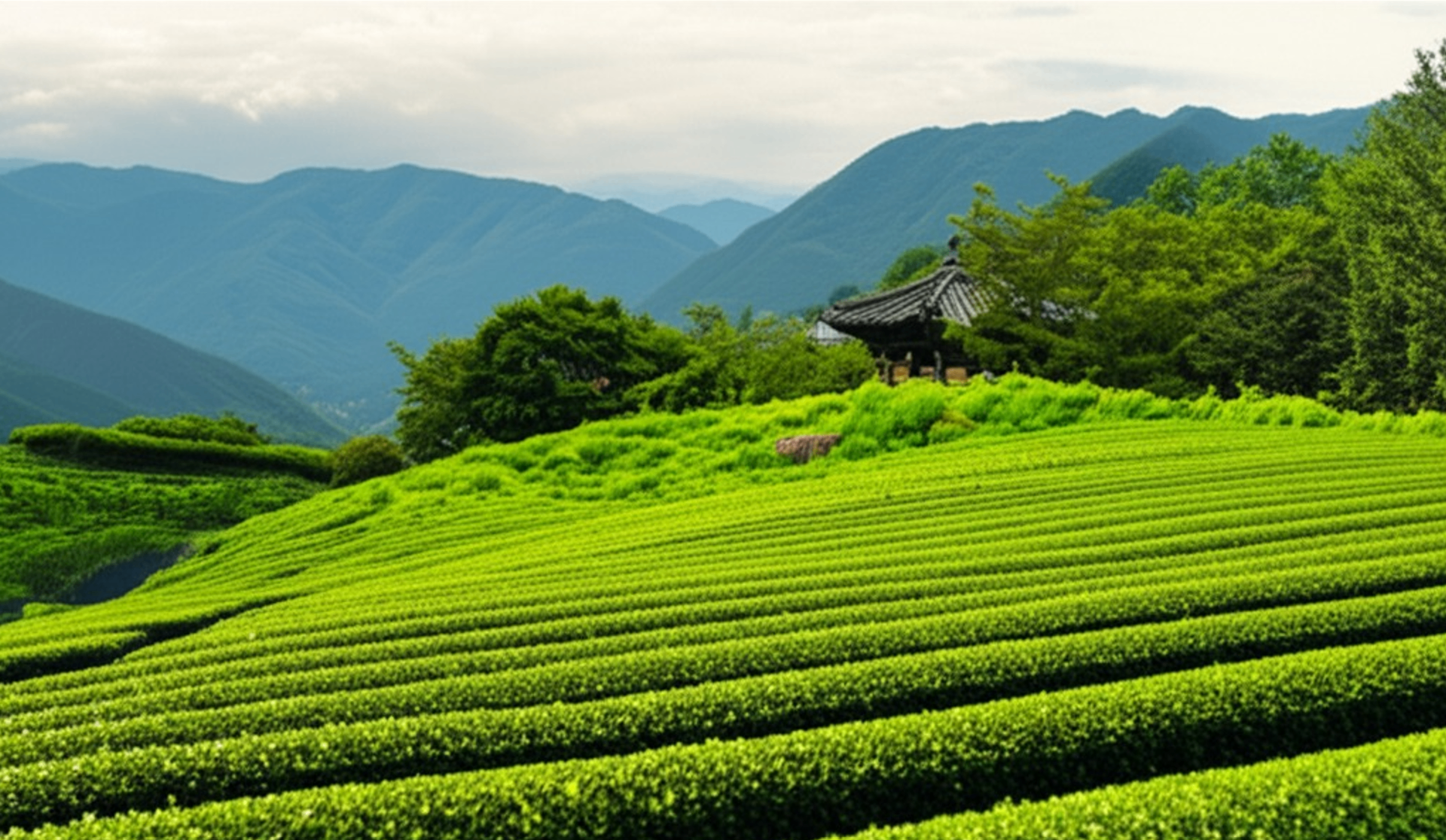 Jeolla green tea fields and mountains — Jeolla Edition