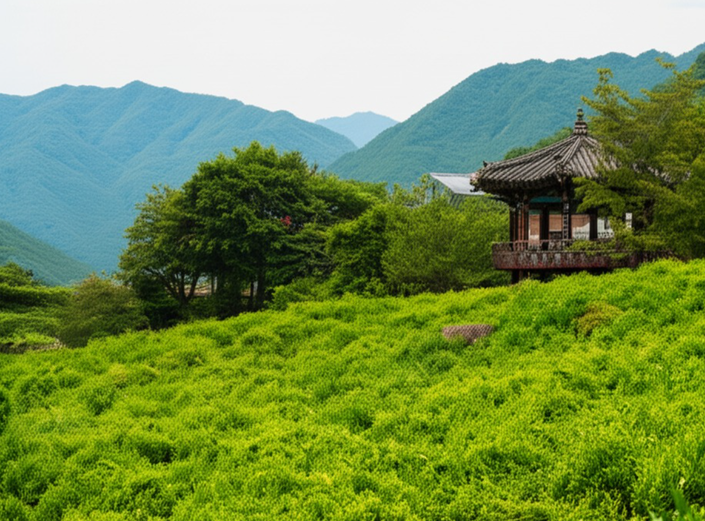 Jeolla green tea fields and pavilion