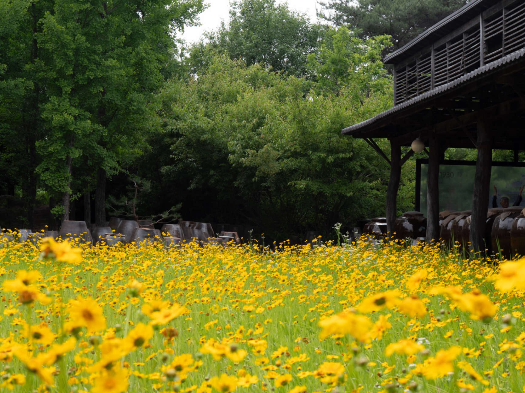 Wildflower field beside onggi jang yard in Gyeonggi
